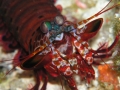 Mantis Shrimp.