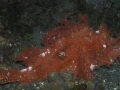 Lacy Schorpionfish.