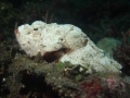 False Stonefish Scorpaenopsis diabolus