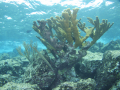 Elandgewei koraal